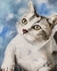 Snowball