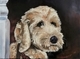 Walter THE dog